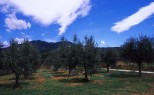 olive trees