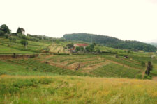 lucca country winery