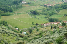 winery in Lucca countryside