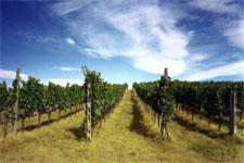 vineyards on Pisa hills