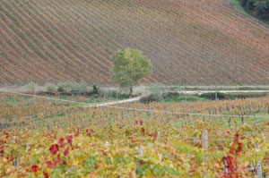 Chianti countryside