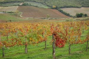 chianti country