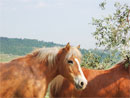 horses in lucca countryside
