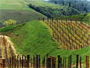 vineyard - Badia a Coltibuono