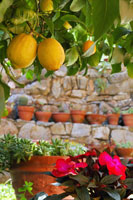 cooking lessons in Lucca, Florence...