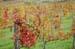 Chianti17