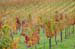 Chianti23