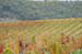 Chianti24