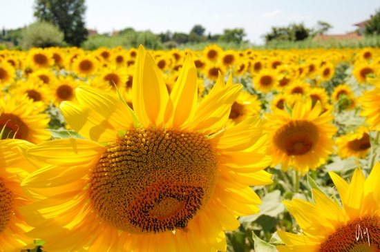 tuscany-countryside12