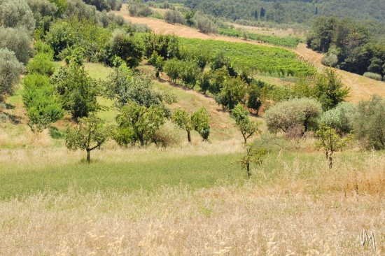 tuscany-countryside6