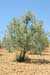 tuscany-countryside10