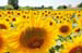 tuscany-countryside12