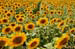 tuscany-countryside14